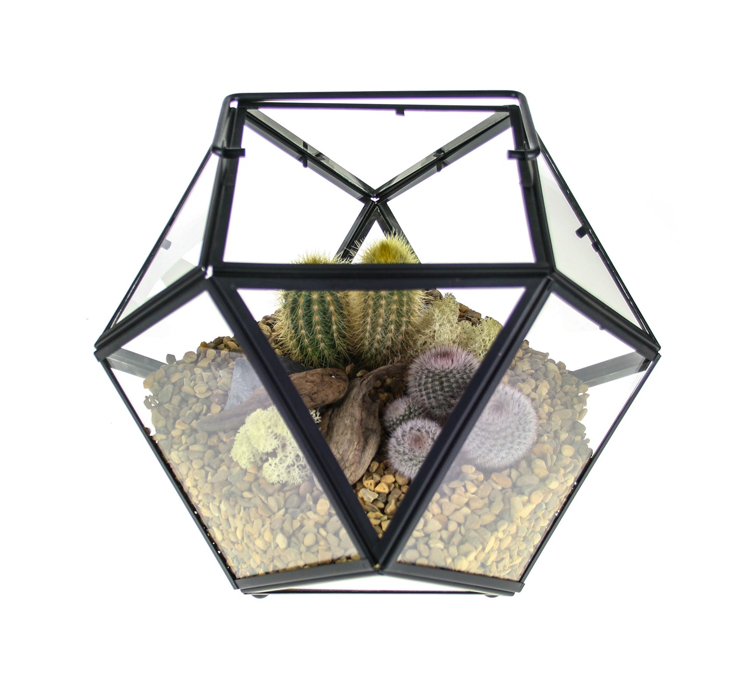 Cactus Terrarium Kit