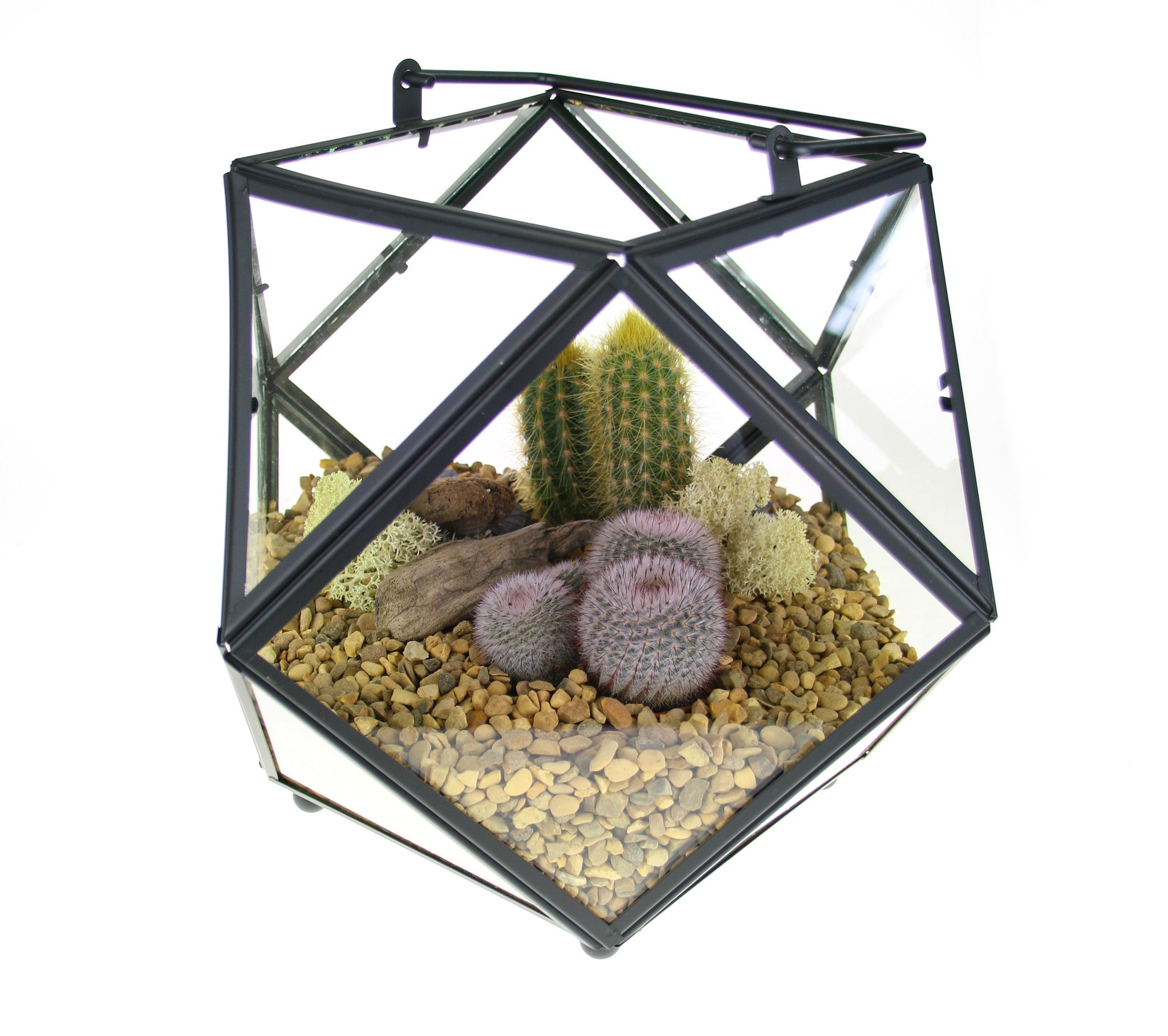 Cacti Terrariums to buy in the UK