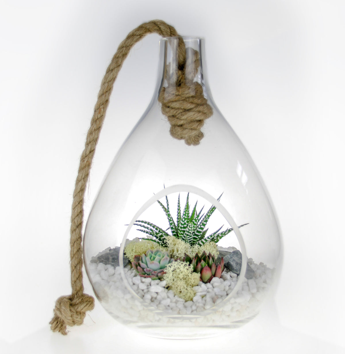 Teardrop terrarium with succulent plants