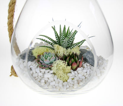 Succulent plants in glass terrarium