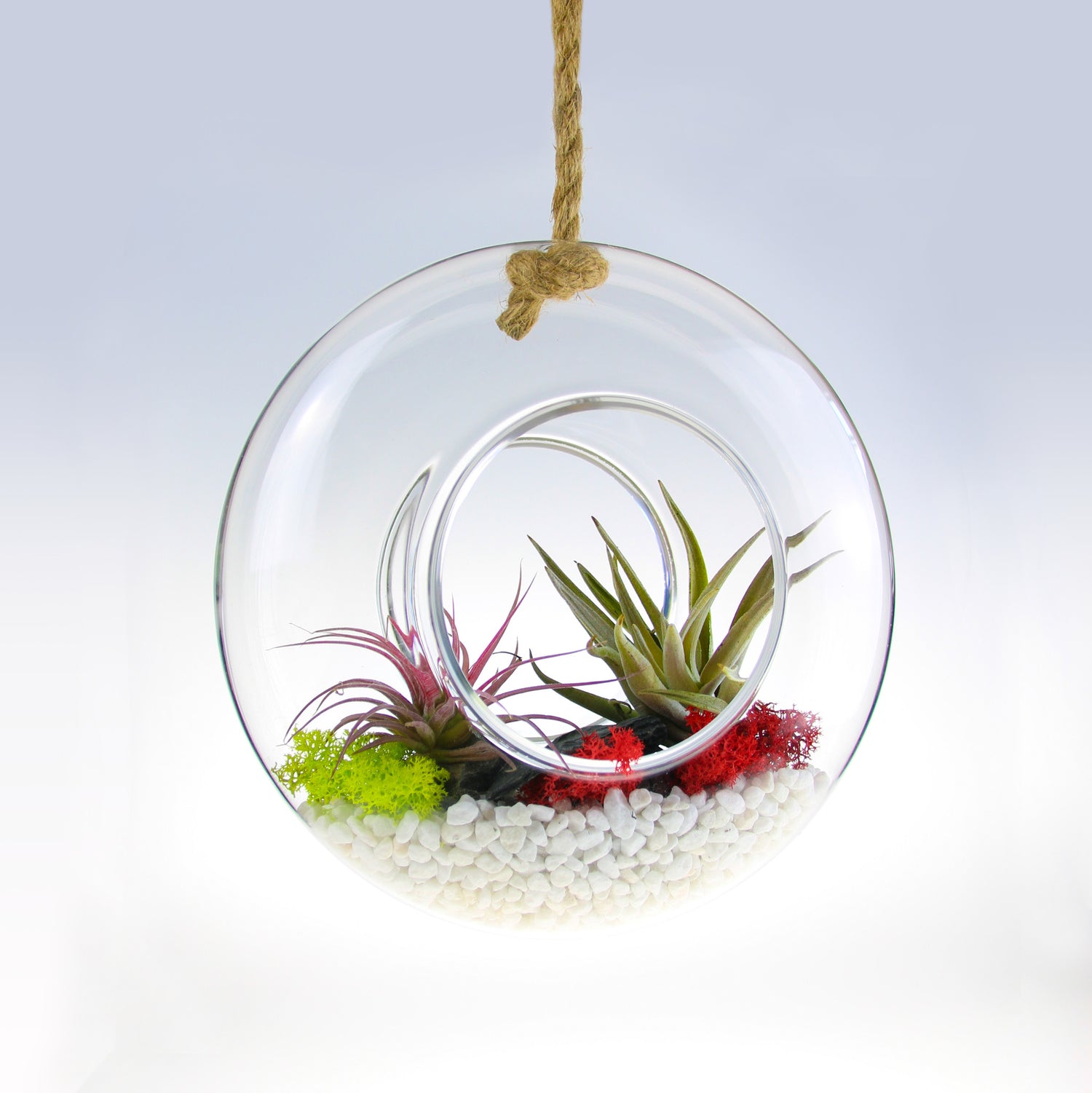 air plant terrarium ornament Air Plant Terrarium