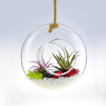hanging terrarium with plants Air Plant Terrarium