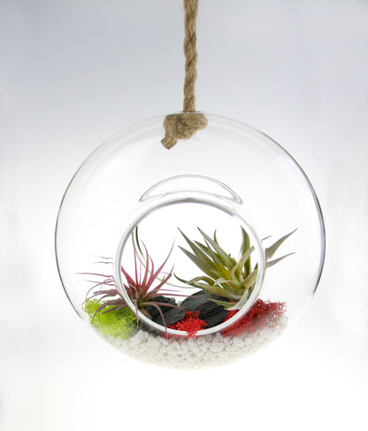 Hanging Terrarium with Air plants, buy in the UK