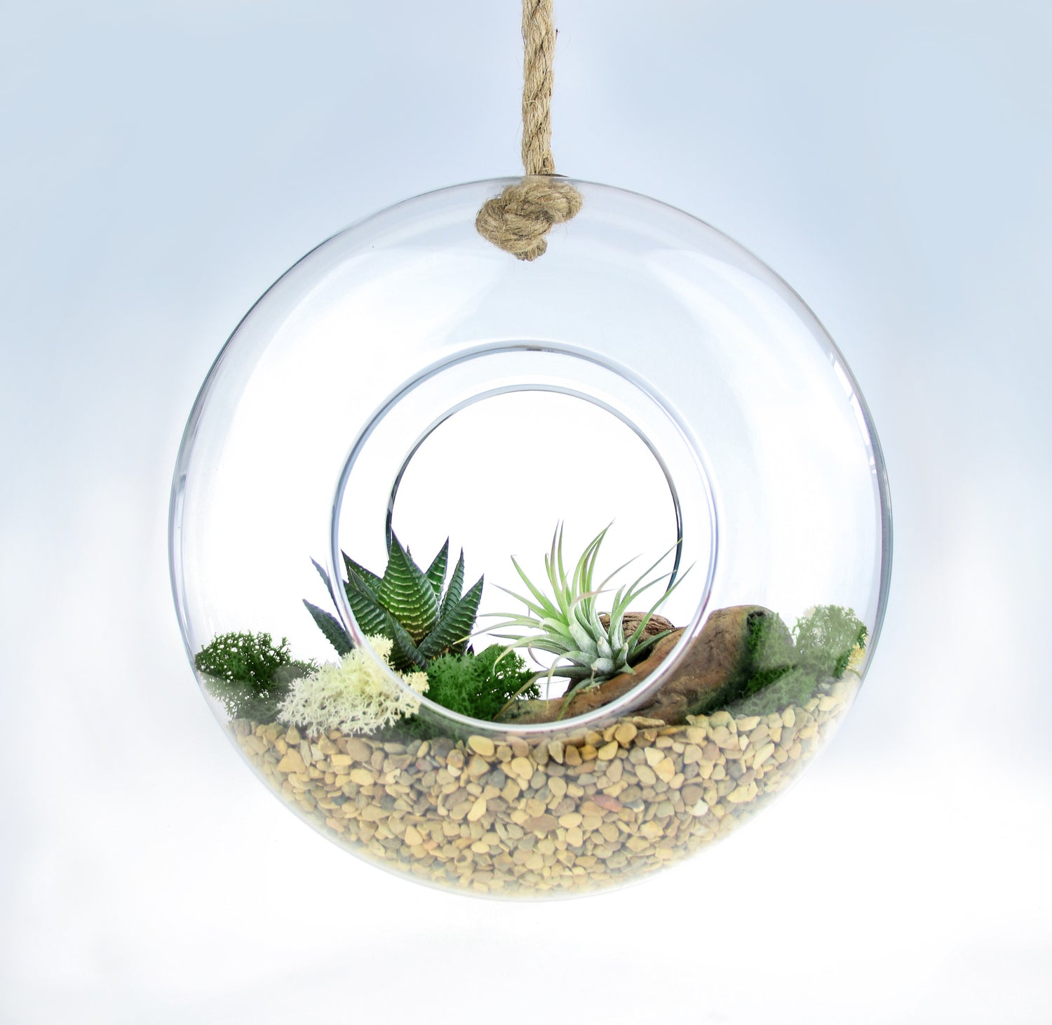 hanging succulent terrarium diy Air Plant & Succulent Terrarium Kit