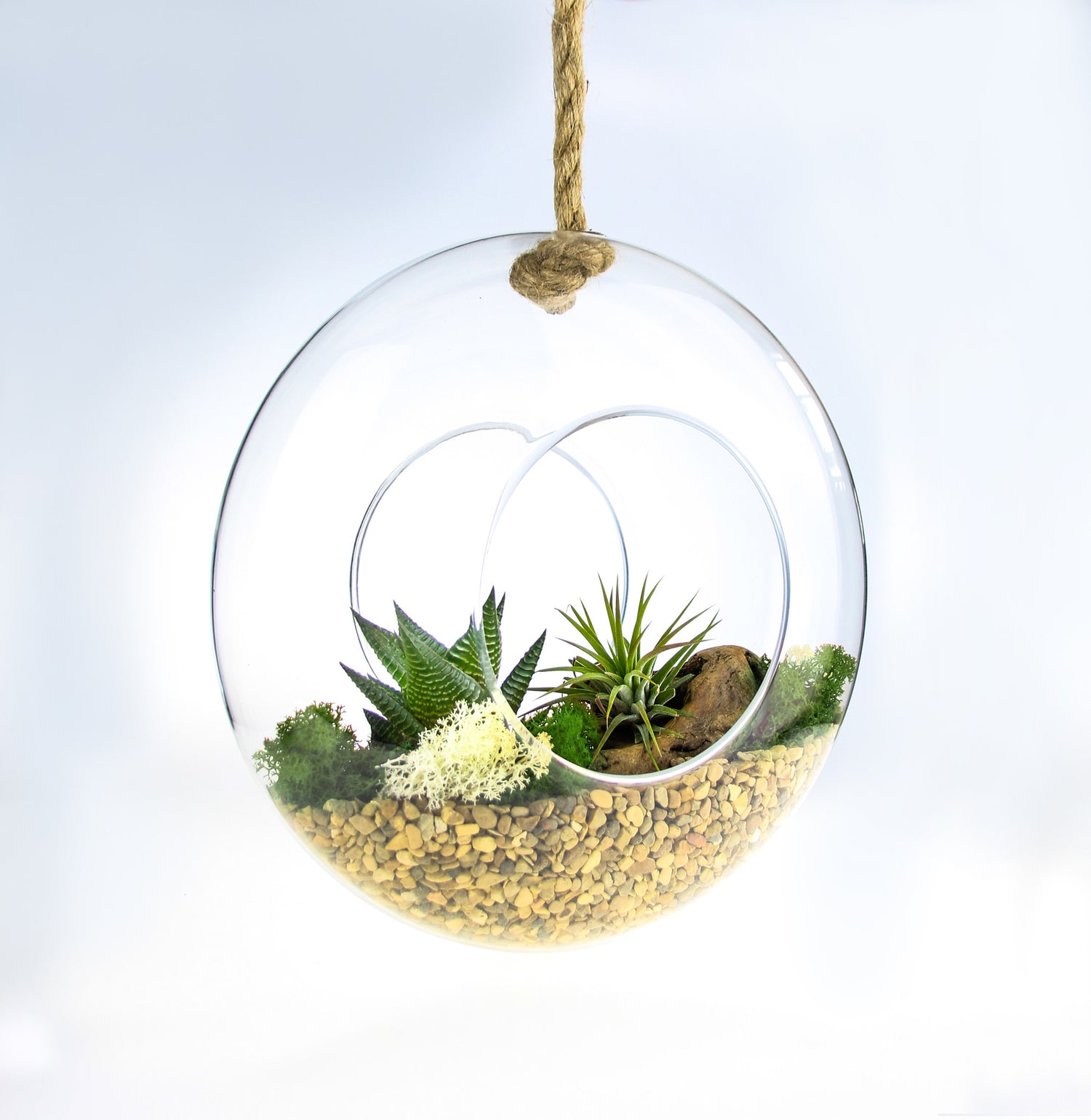 air plant terrarium hanging Air Plant & Succulent Terrarium Kit