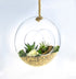 Hanging Air Plant Terrarium