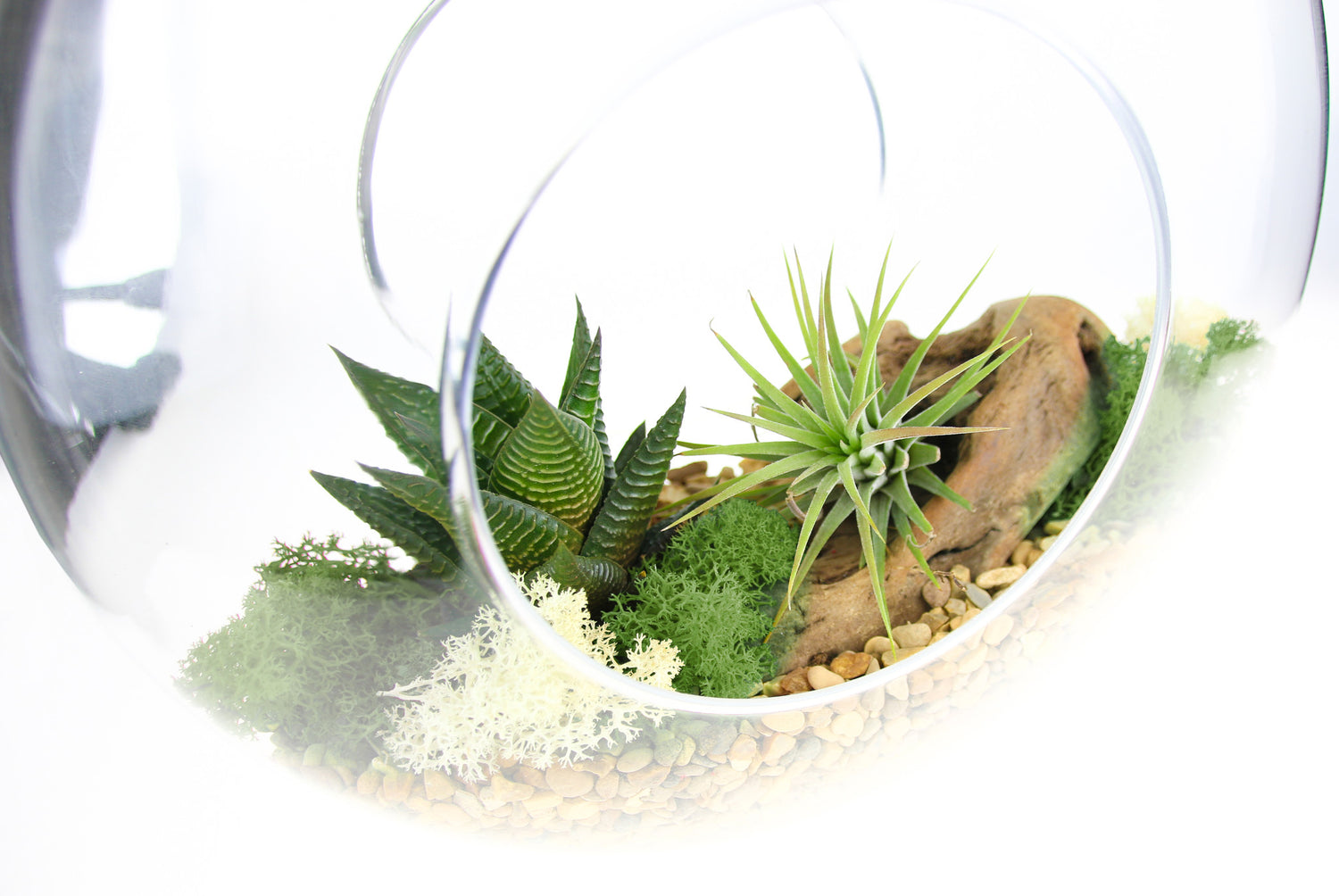 large air plant terrarium Air Plant & Succulent Terrarium Kit