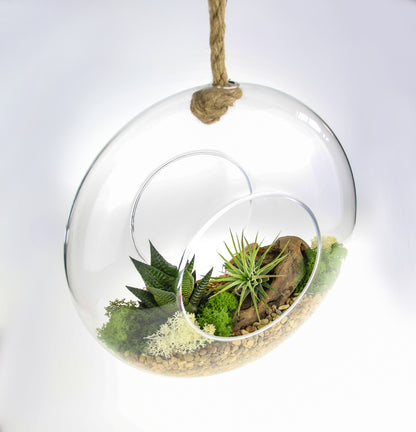 Glass and Rope terrarium kit with air plants