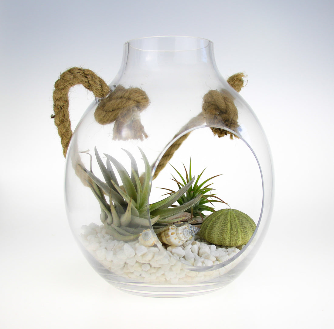 Glass Air Plant Terrarium