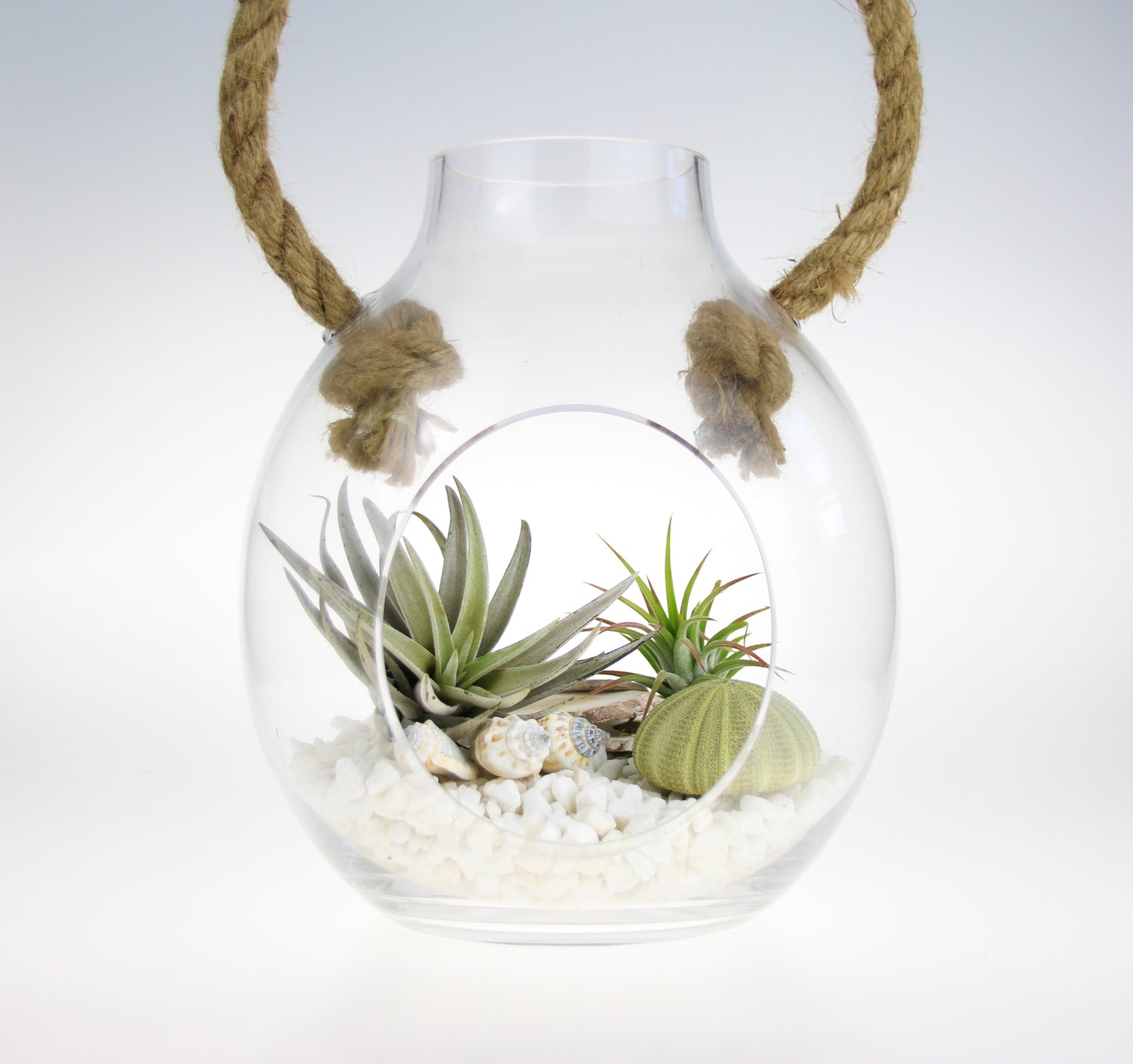 air plant gift Air Plant Glass and Rope DIY Terrarium Kit with Urchin Shell accents – The Art of Succulents