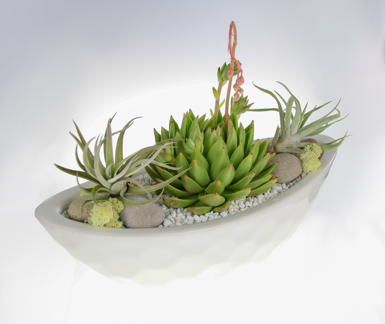 Air Plant and Succulent indoor planter