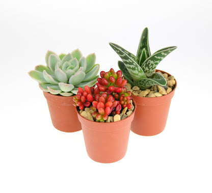 indoor succulents for sale uk 3 x Small Succulent Plant Selection – The Art of Succulents