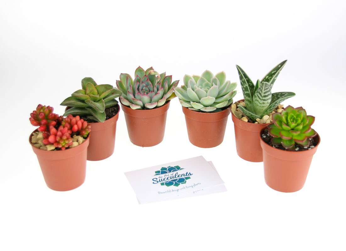 Succulent plants for a terrarium
