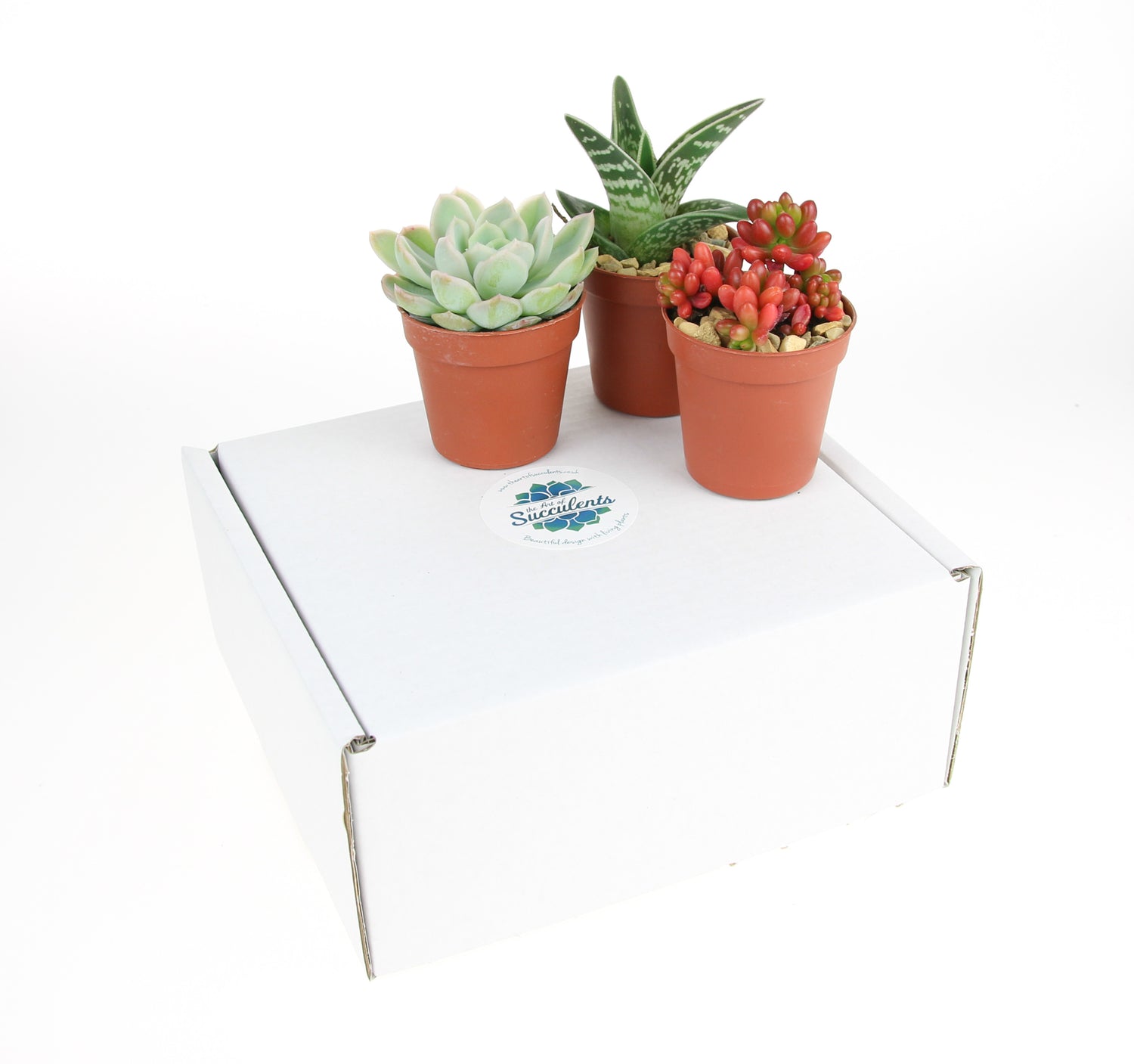 3 x Small Succulent Plant Selection – The Art of Succulents