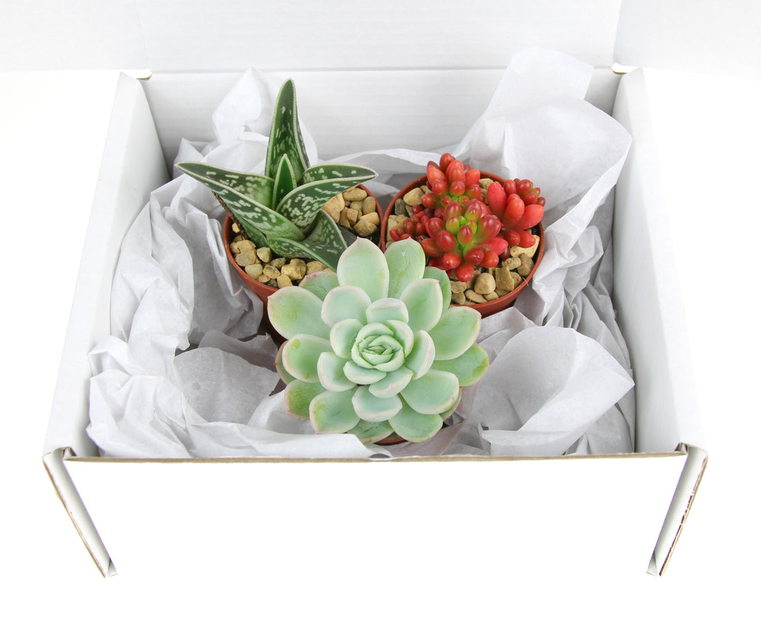 Succulent Plants for a Terrarium