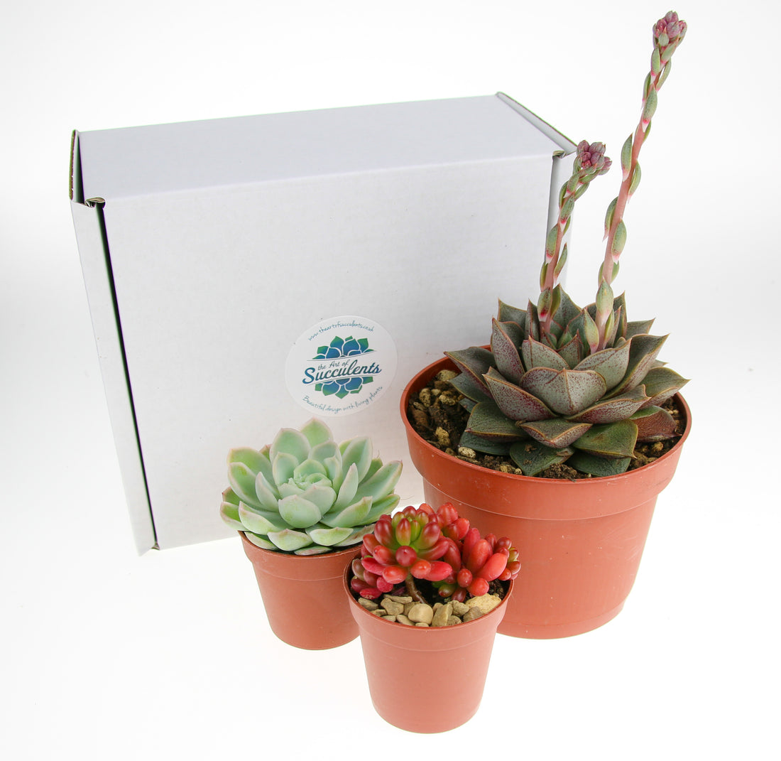 mixed succulent selection