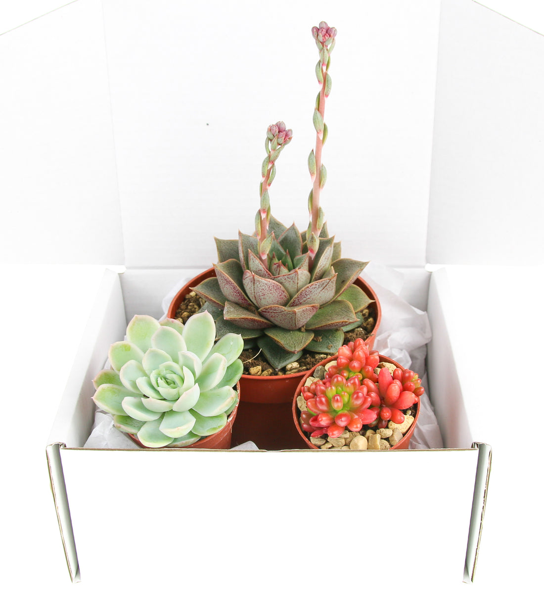 Succulent Selection gift pack