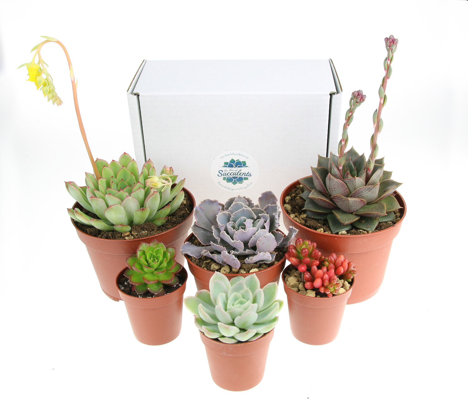 succulents uk for sale 6 Mixed Size Succulent Plant Selection – The Art of Succulents