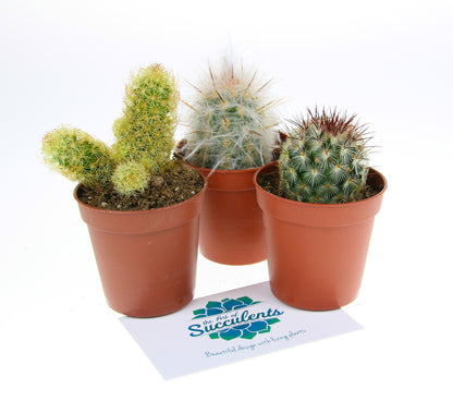 Mini Cactus plants for a terrarium