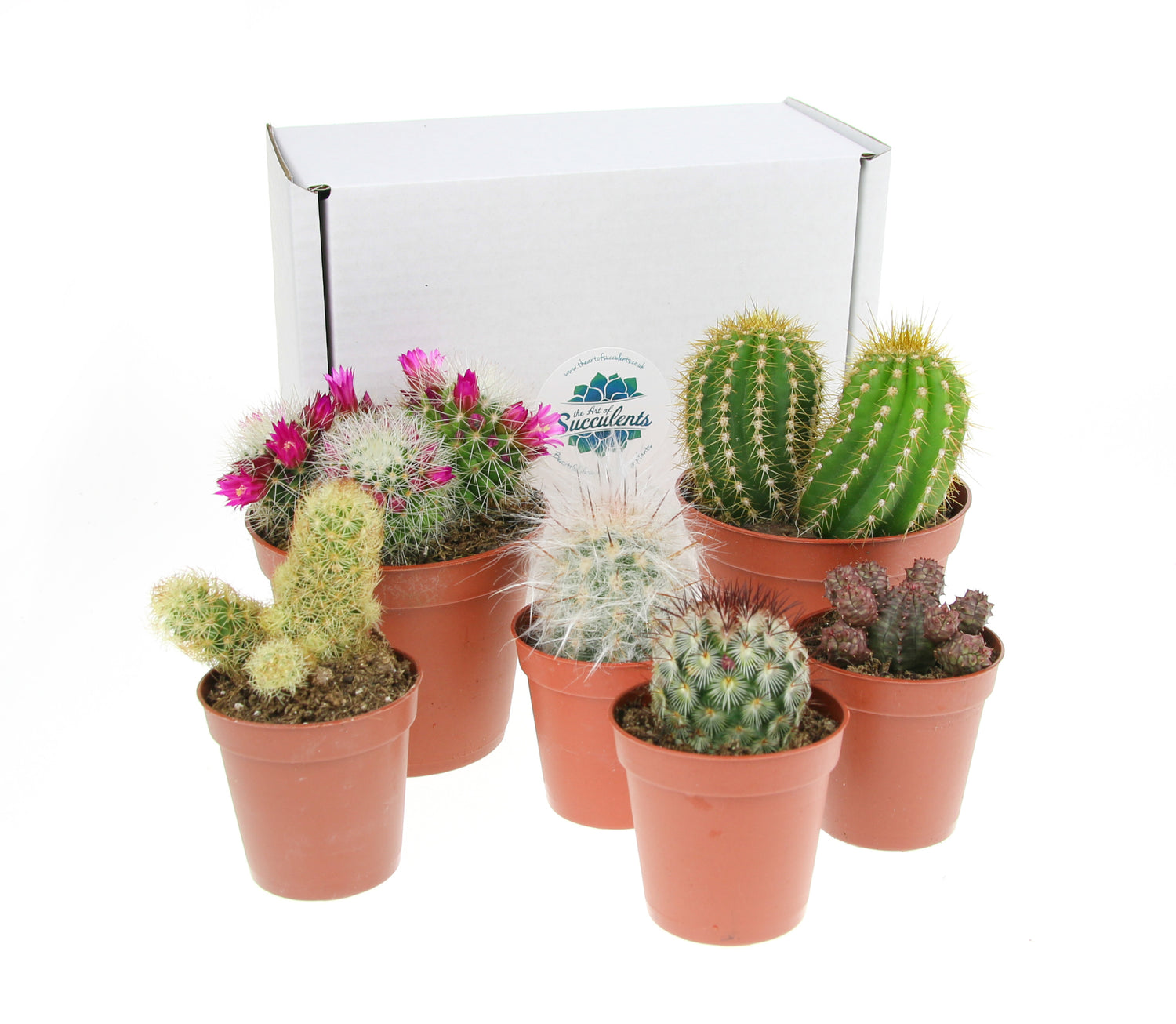 Cactus plants for terrarium