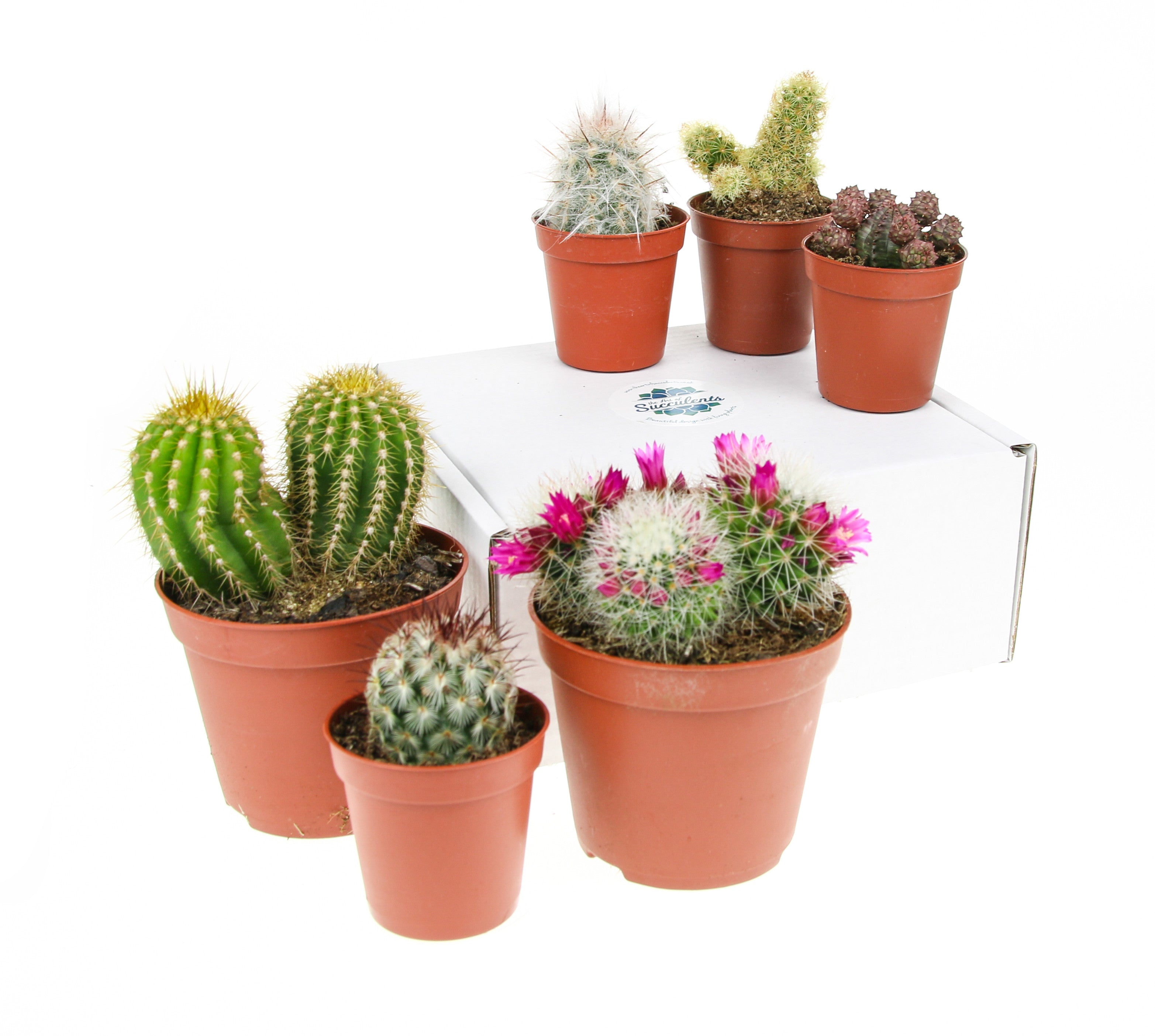 Cactus Plant Gift Ideas