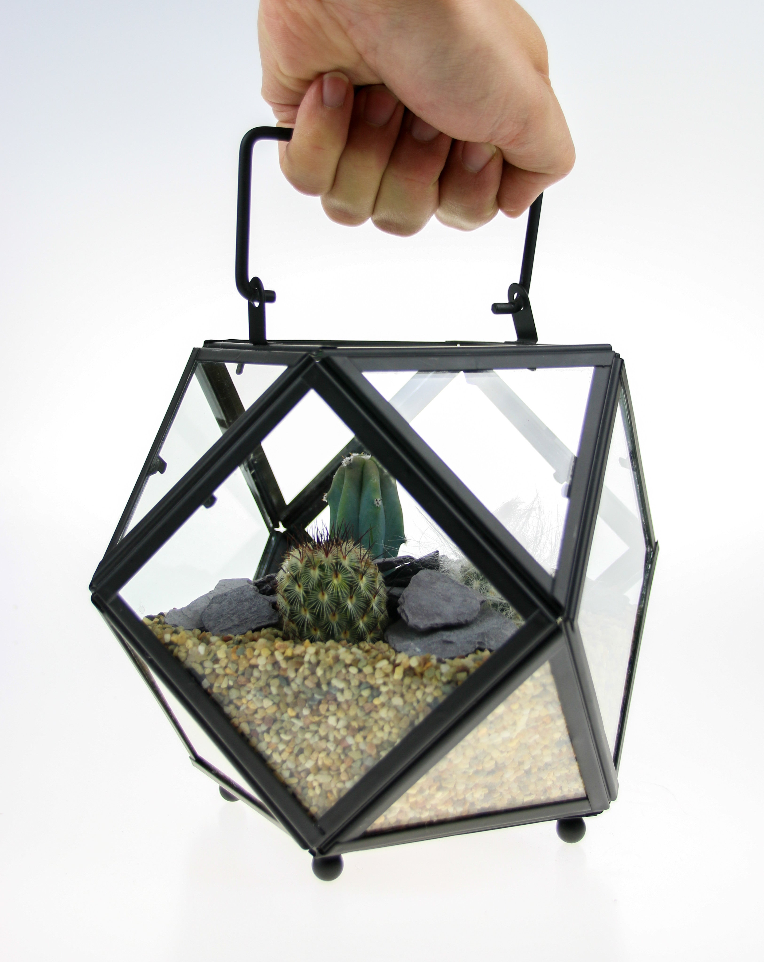 Cactus Terrarium Kit