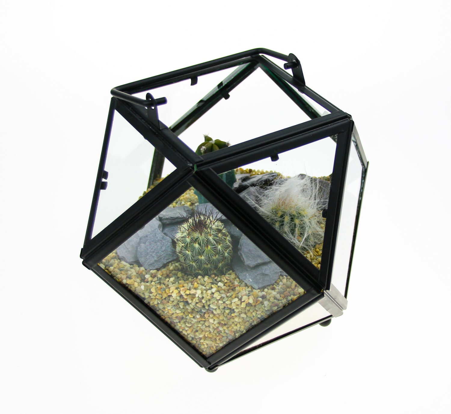 Cactus Terrarium with plants