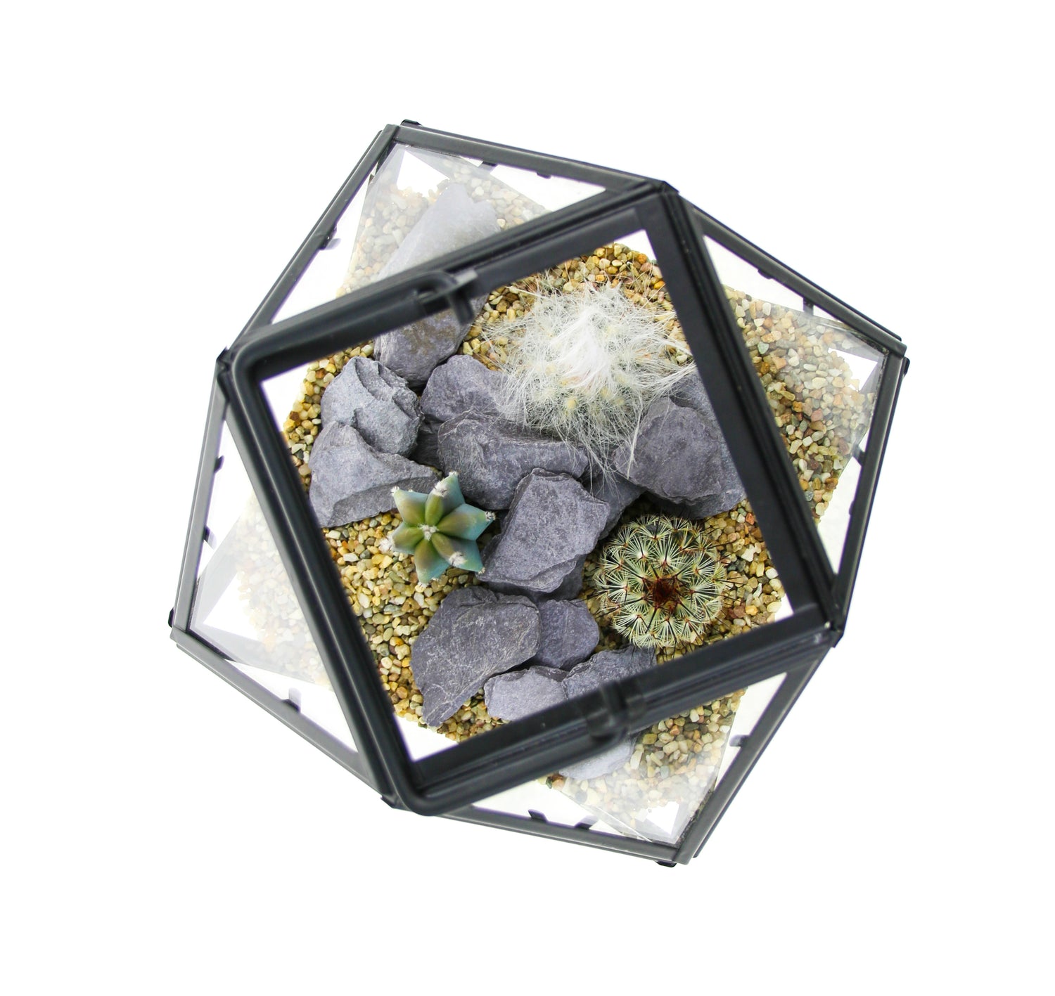 Gift With Cactus Plants