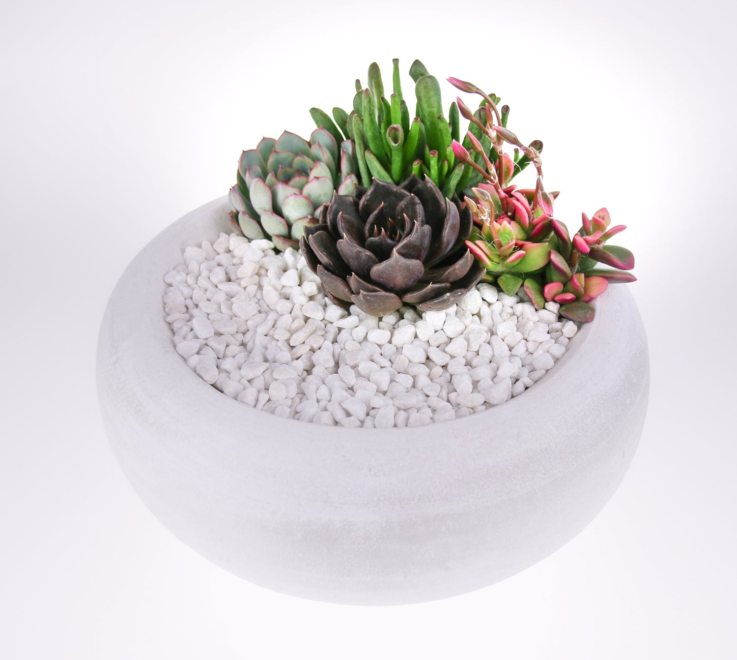 Rustic White Indoor Succulent Planter