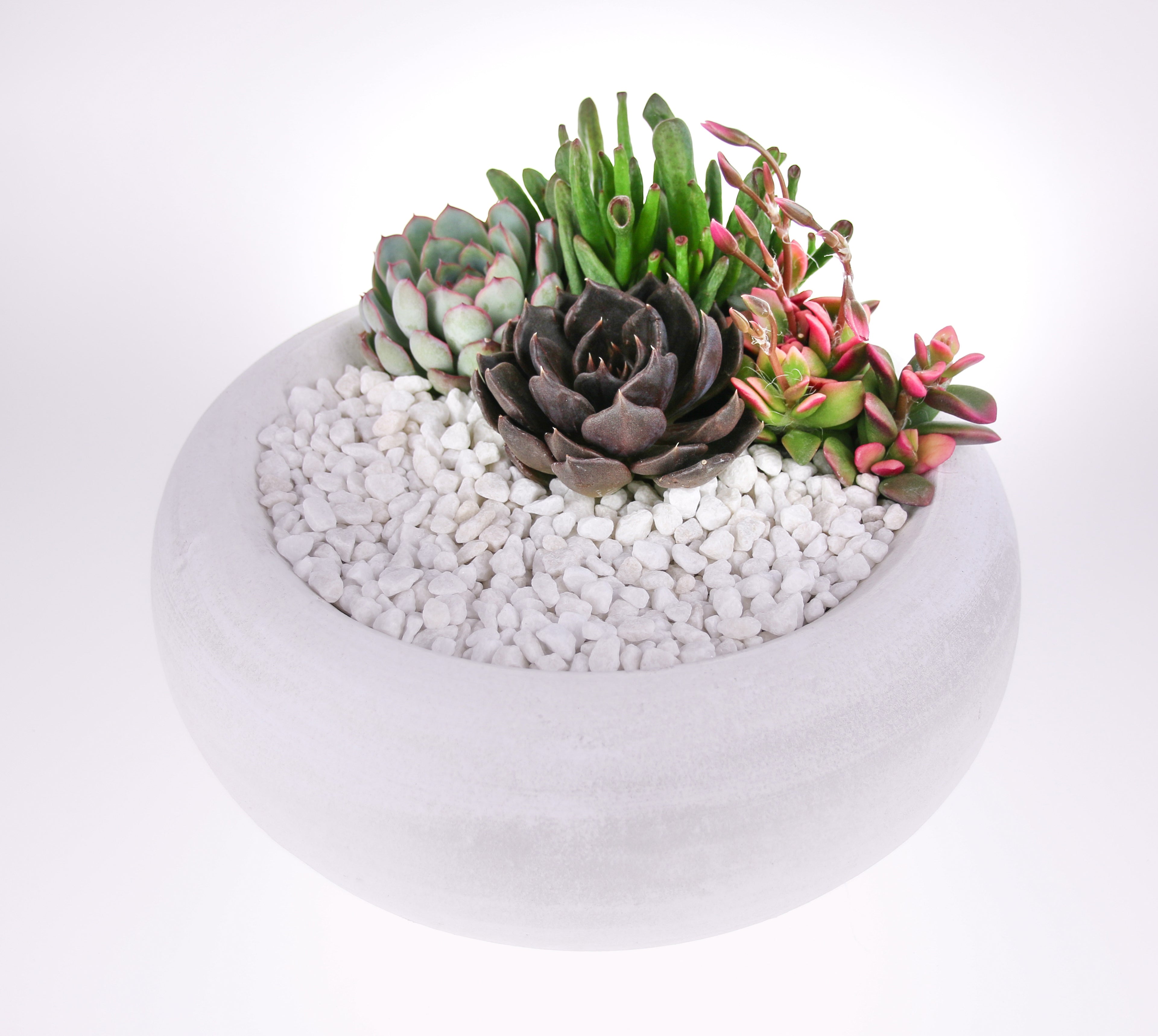 Rustic White Indoor Succulent Planter