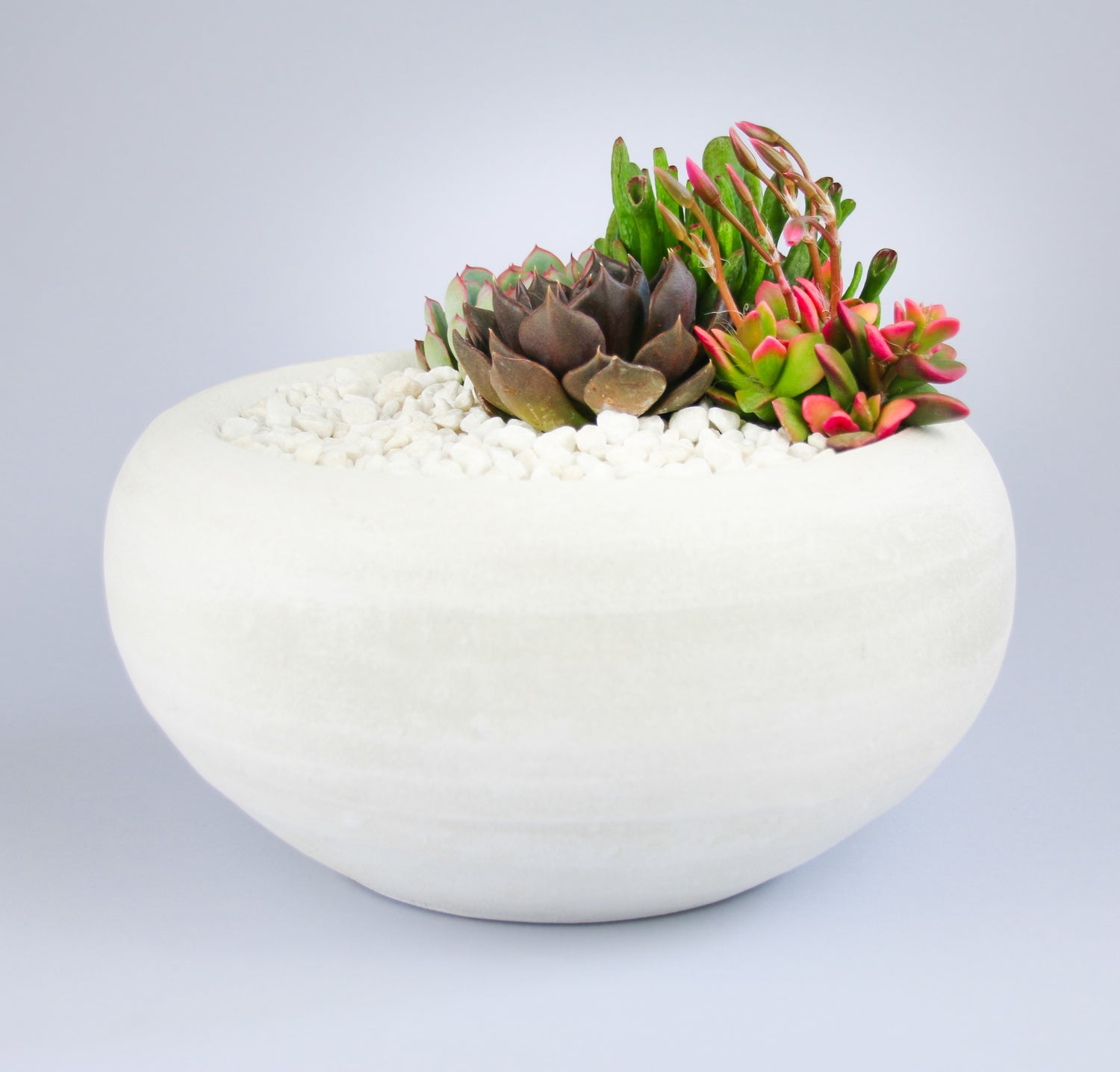 Indoor Plant Arrangement