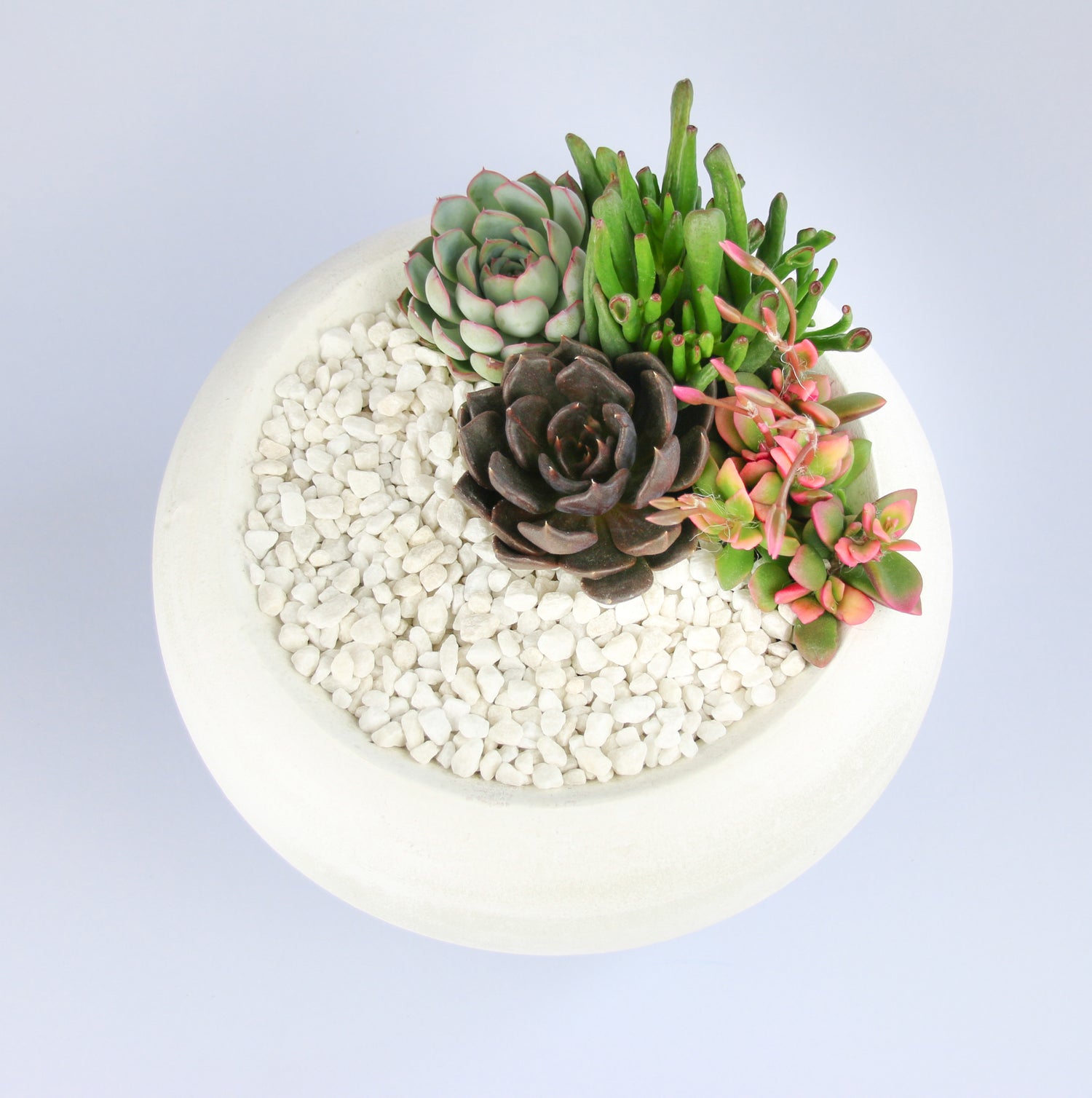White Succulent Planter Kit
