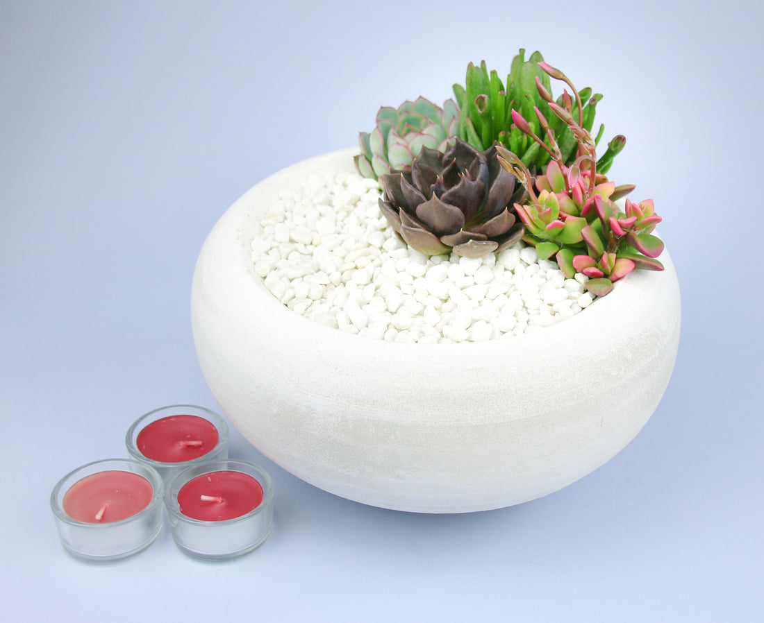 Succulent Indoor Plant Kit