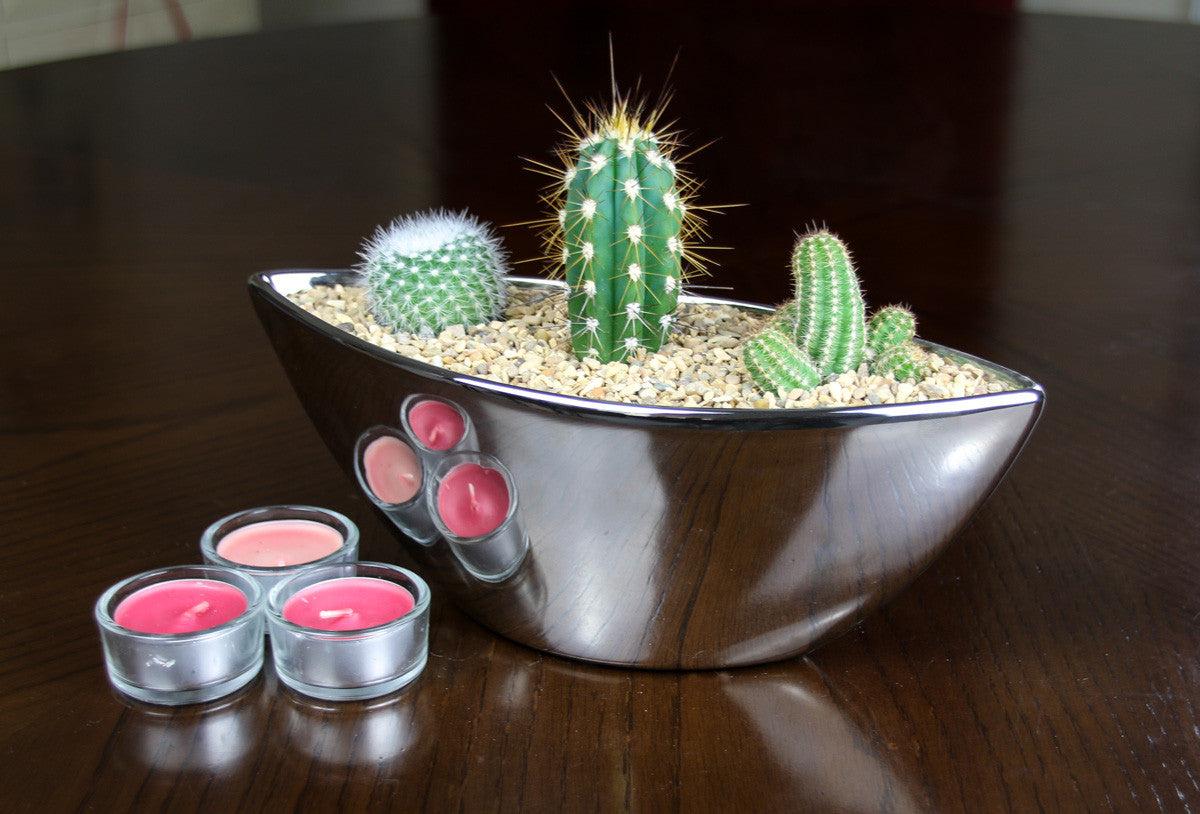 Cactus planter for the home