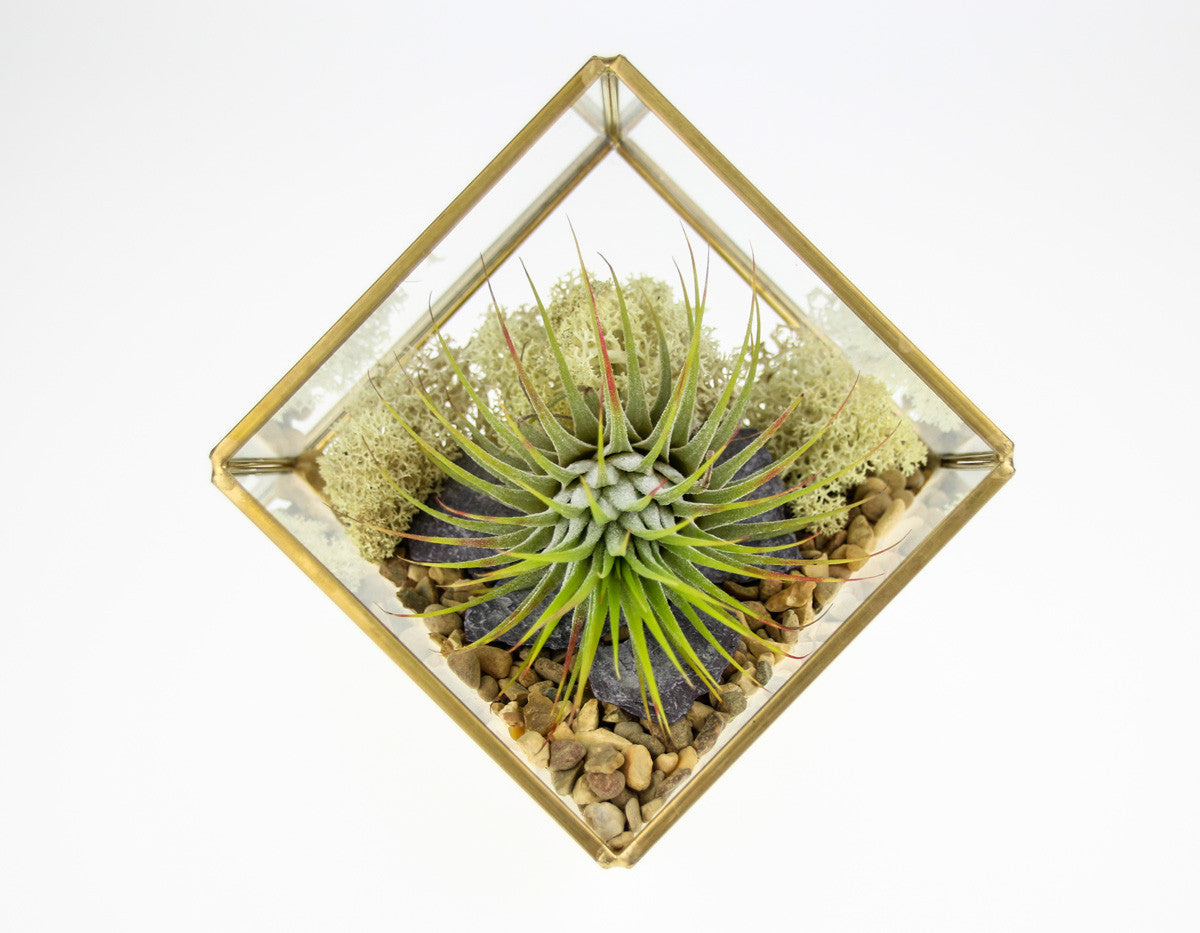 Air Plant Terrarium Kit