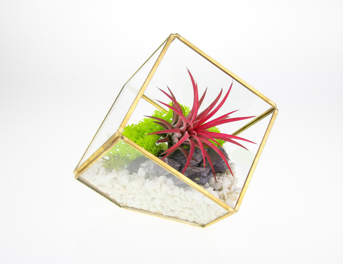 DIY Terrarium with Air Plant