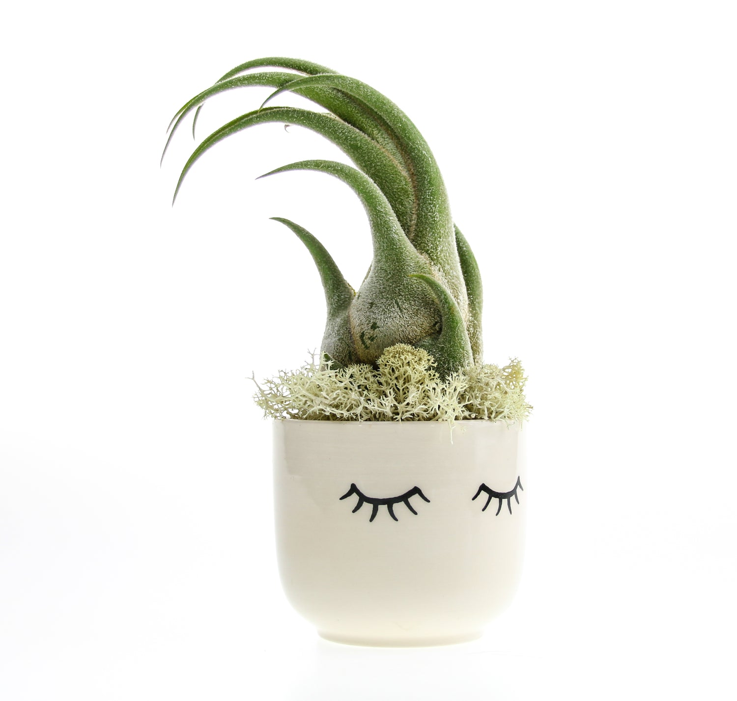 air plant that looks like hair Air Plant Swooping Hair Planter with Ceramic Cream Container – The Art of Succulents
