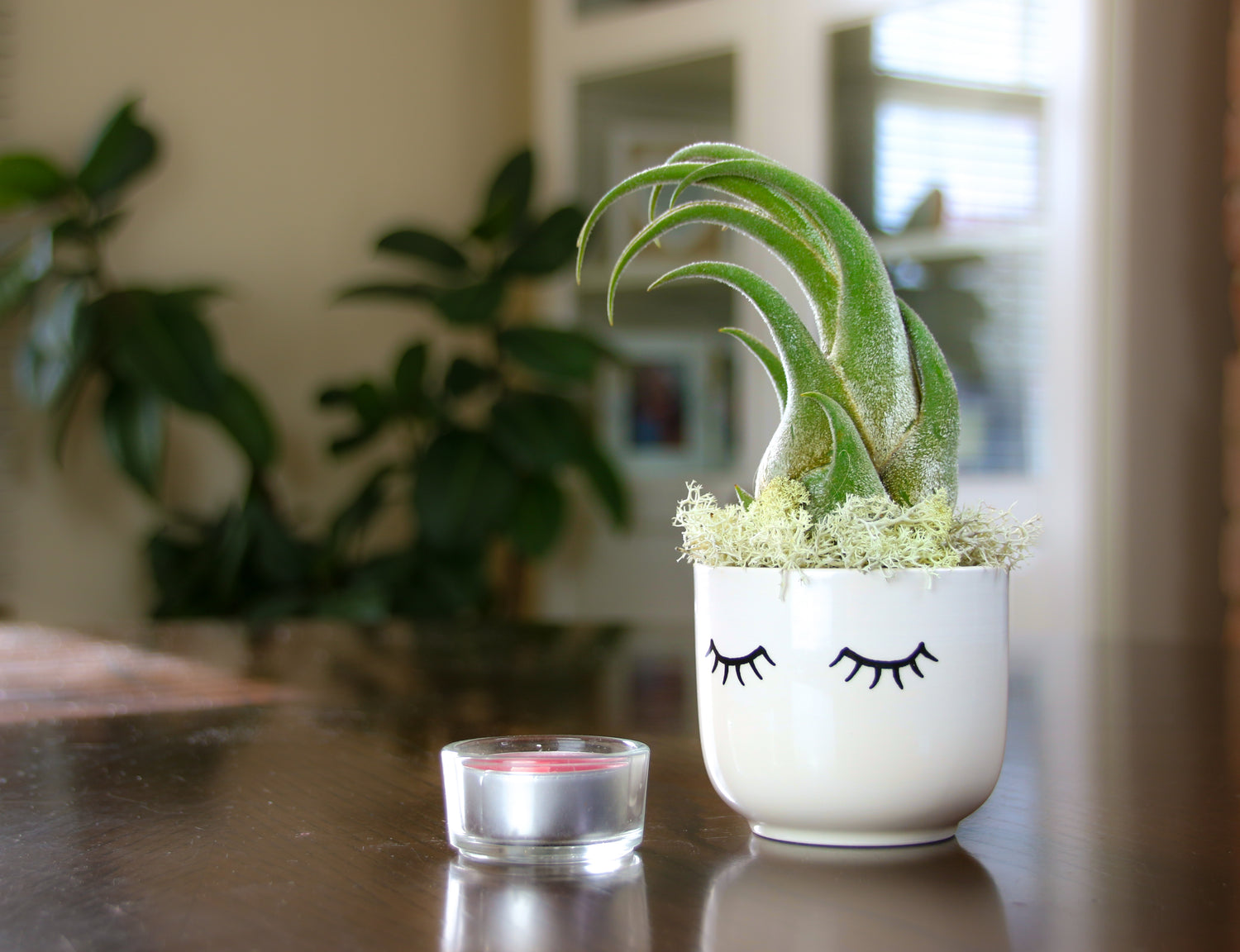 hair in plant pots Air Plant Swooping Hair Planter with Ceramic Cream Container – The Art of Succulents