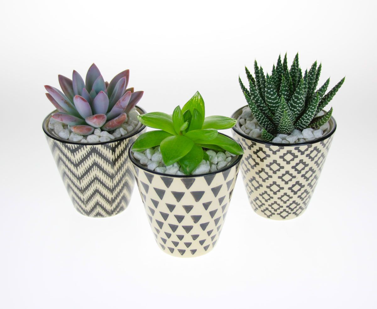 Geometric mini planters
