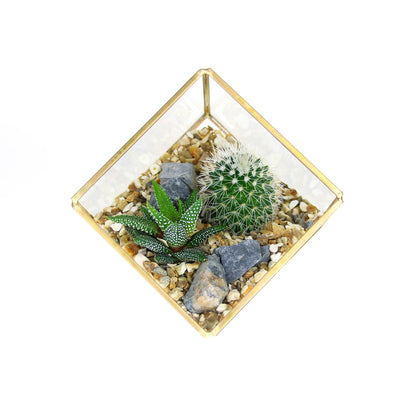 planted terrarium gifts