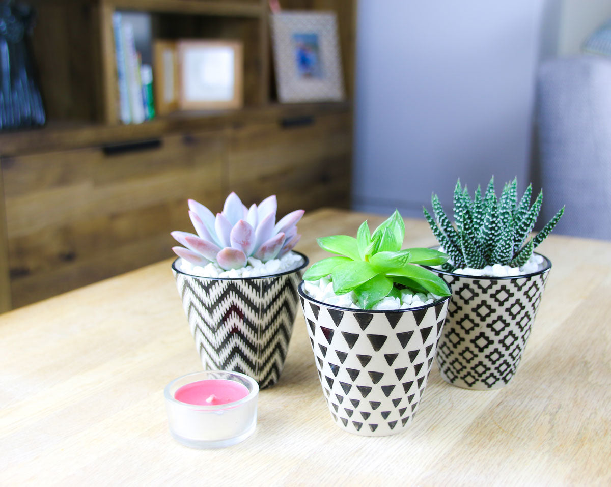 indoor succulent planters
