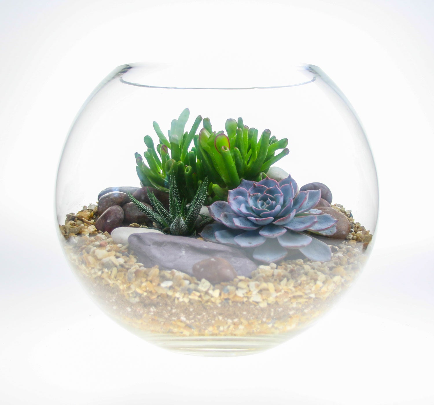 Terrarium with real plants