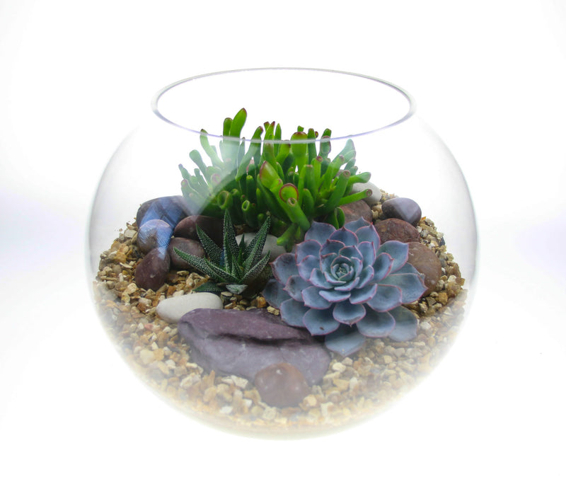 Buy Terrarium Kits in the UK featuring living succulent plants, cacti
