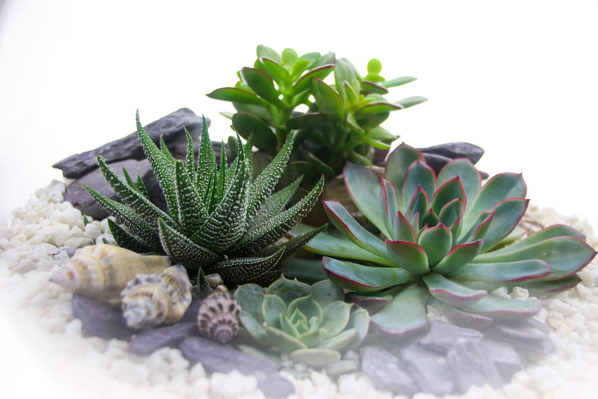 Planted succulent terrarium