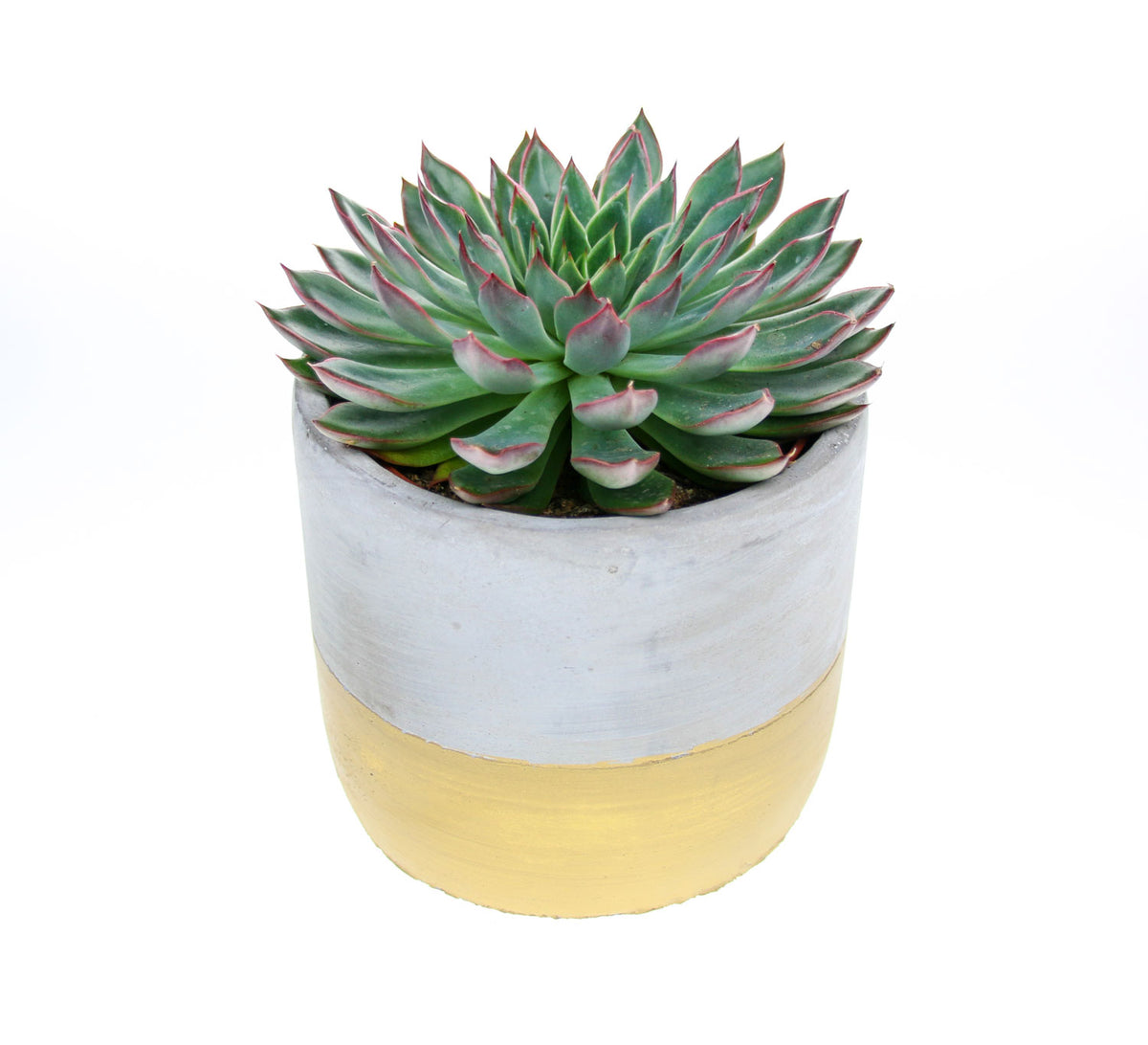 Echeveria in cement planter