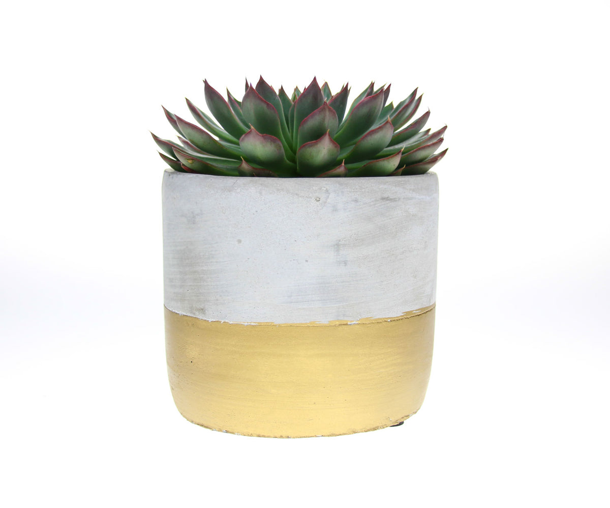 Gold dipped cement planter, concrete