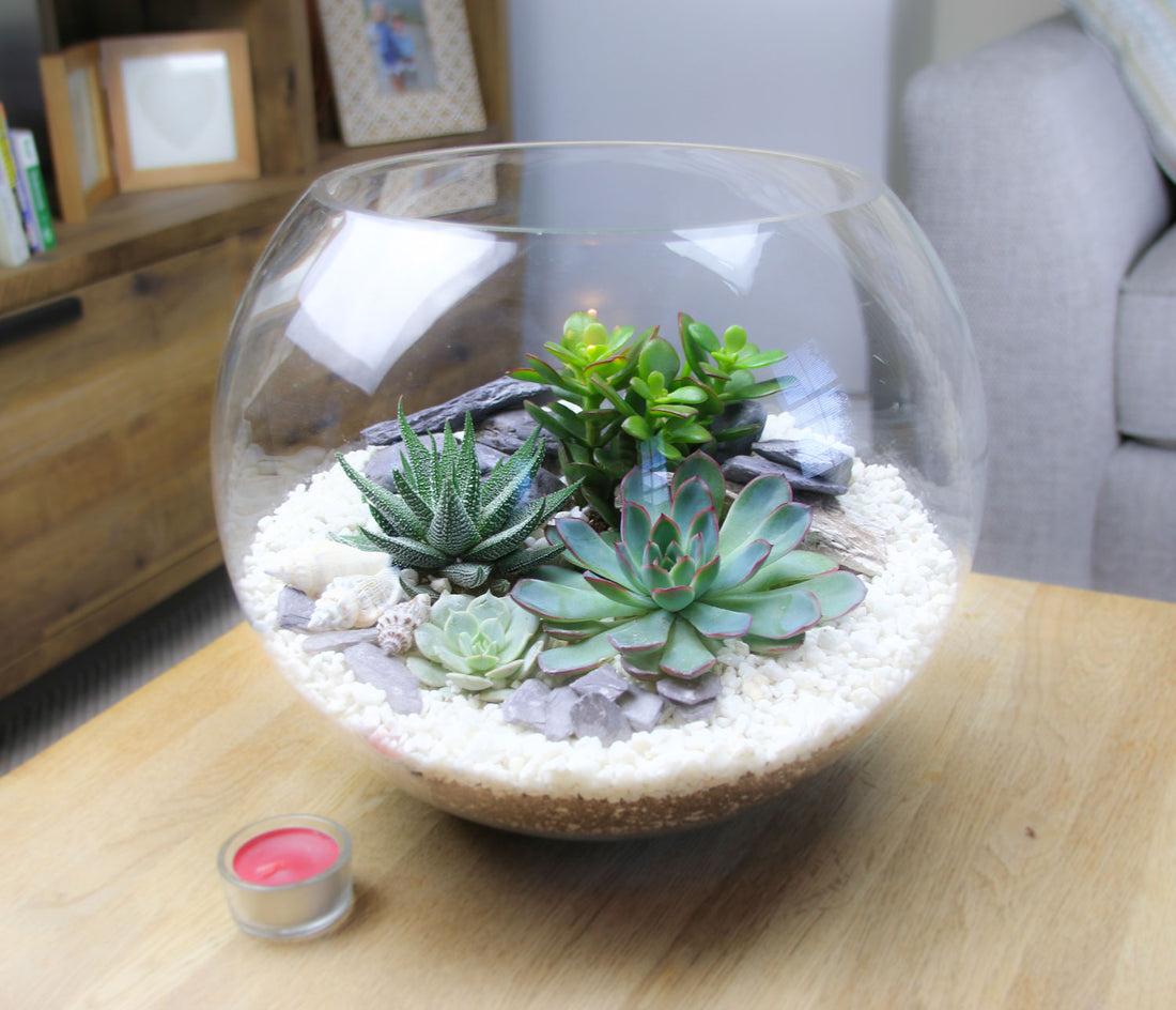 Extra Large Terrarium Kit