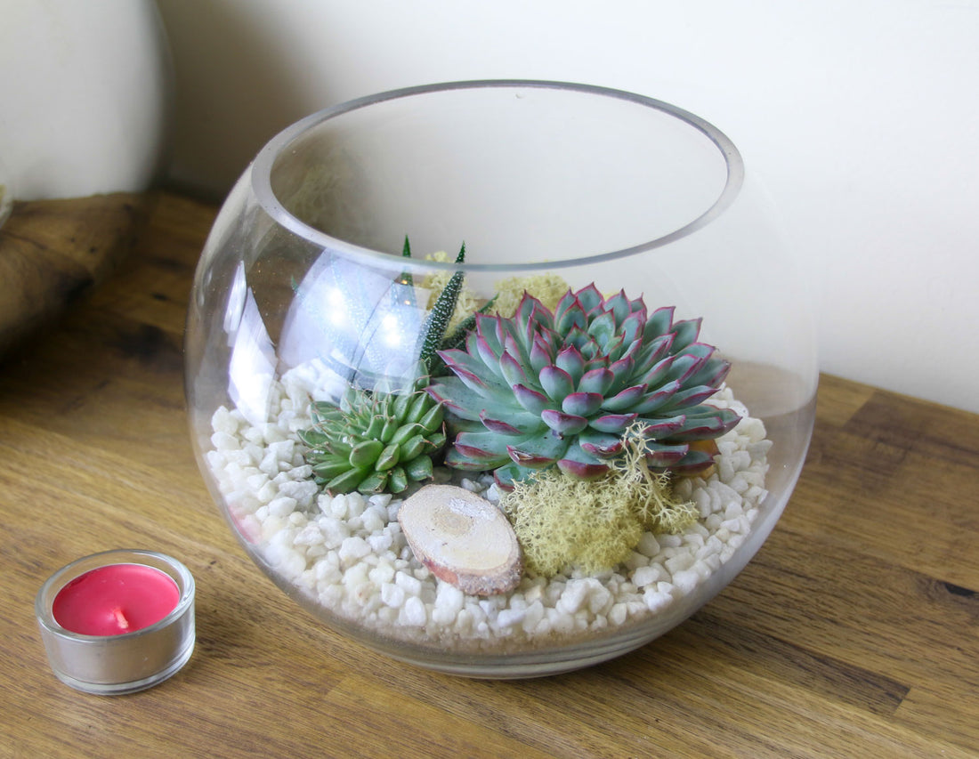 Globe Terrarium kit with white gravel