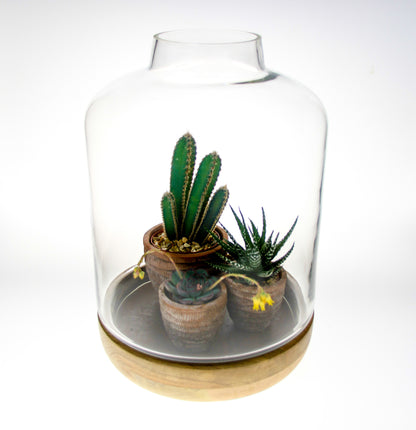 Succulent and cacti terrarium kit