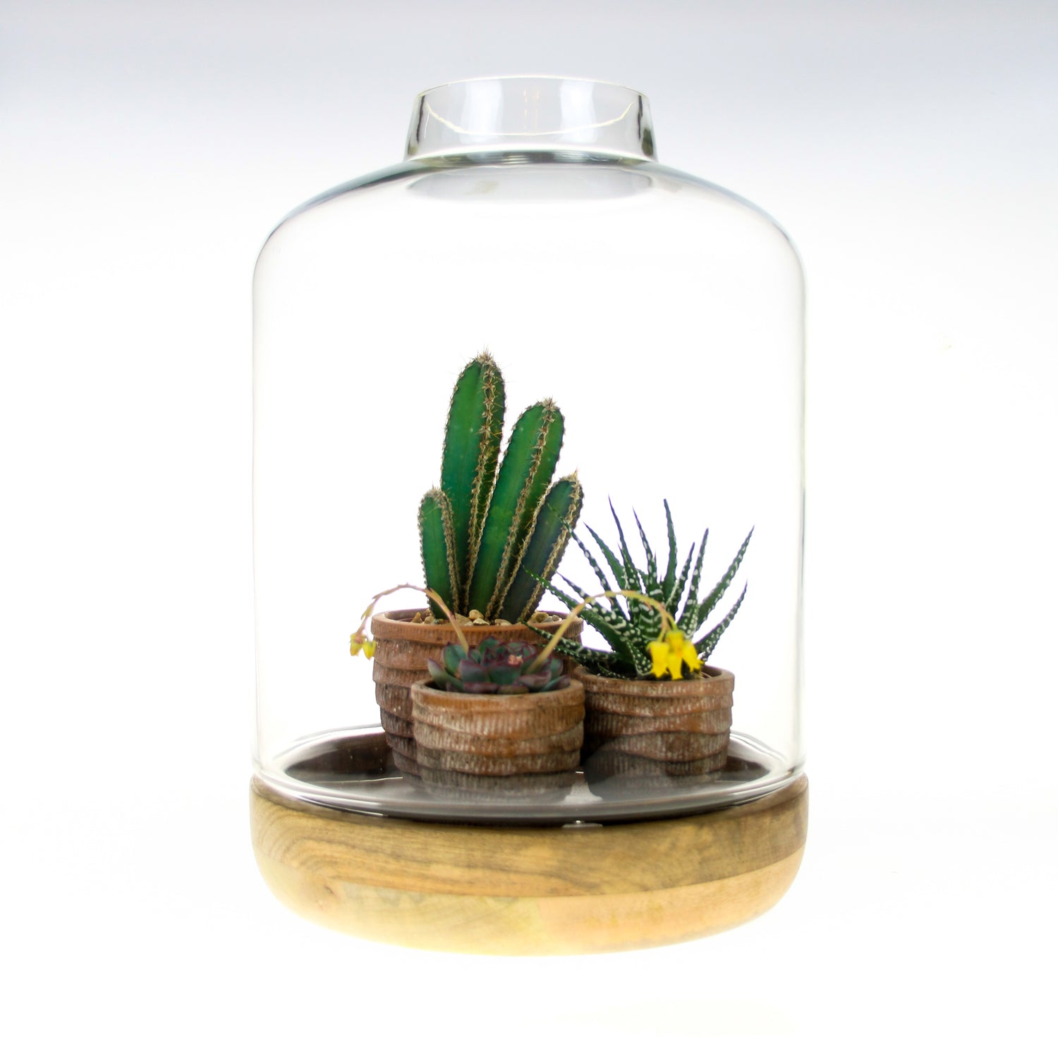 succulent cloche Tall Glass Cloche and Mango Wood Terrarium with real plants, Nkuku – The Art of Succulents